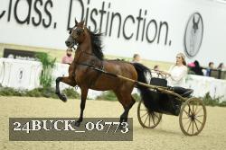 24BUCK_06773 thumbnail