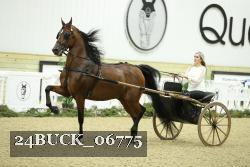 24BUCK_06775 thumbnail