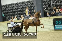 24BUCK_06788 thumbnail
