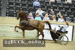 24BUCK_06803 thumbnail