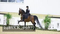 24BUCK_06877 thumbnail