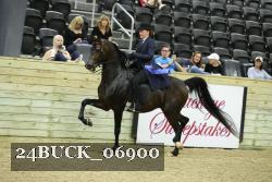 24BUCK_06900 thumbnail