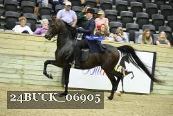 24BUCK_06905 thumbnail