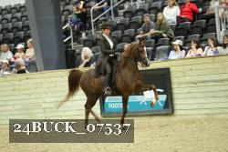 24BUCK_07537 thumbnail