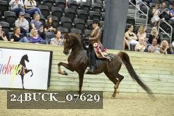 24BUCK_07629 thumbnail