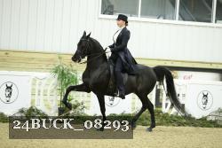 24BUCK_08293 thumbnail