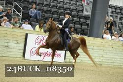 24BUCK_08350 thumbnail