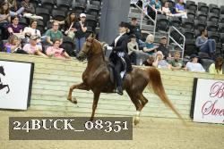 24BUCK_08351 thumbnail