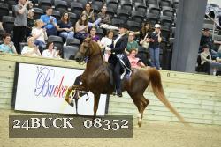 24BUCK_08352 thumbnail