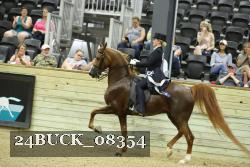 24BUCK_08354 thumbnail