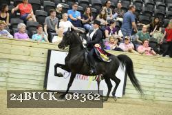 24BUCK_08362 thumbnail