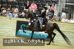 24BUCK_08384 thumbnail