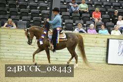 24BUCK_08443 thumbnail