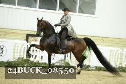 24BUCK_08550 thumbnail