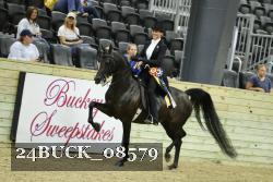 24BUCK_08579 thumbnail