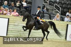 24BUCK_08582 thumbnail