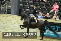 24BUCK_08588 thumbnail