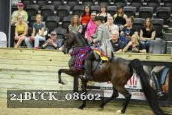 24BUCK_08602 thumbnail