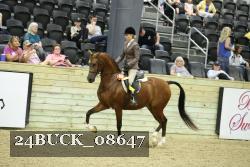24BUCK_08647 thumbnail