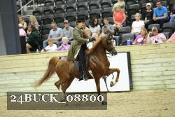 24BUCK_08800 thumbnail