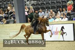 24BUCK_08805 thumbnail