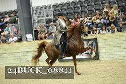 24BUCK_08811 thumbnail