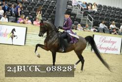 24BUCK_08828 thumbnail