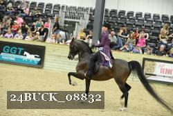 24BUCK_08832 thumbnail