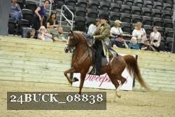 24BUCK_08838 thumbnail