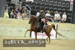 24BUCK_08850 thumbnail