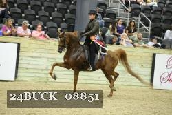 24BUCK_08851 thumbnail