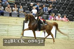 24BUCK_08852 thumbnail