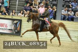 24BUCK_08854 thumbnail
