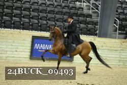24BUCK_09493 thumbnail