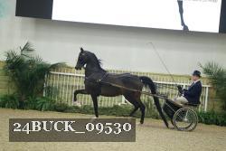 24BUCK_09530 thumbnail