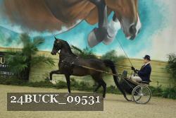 24BUCK_09531 thumbnail