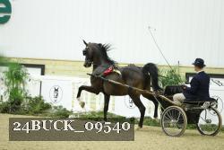 24BUCK_09540 thumbnail