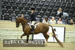 24BUCK_09595 thumbnail