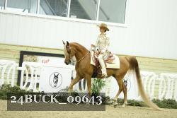 24BUCK_09643 thumbnail