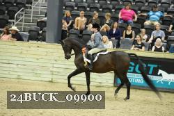 24BUCK_09900 thumbnail