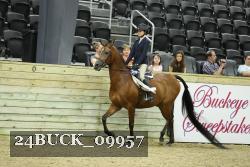 24BUCK_09957 thumbnail
