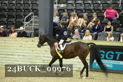 24BUCK_09976 thumbnail