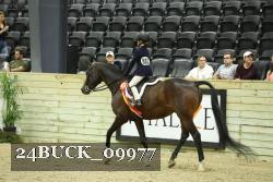 24BUCK_09977 thumbnail