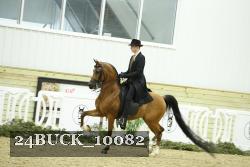24BUCK_10082 thumbnail