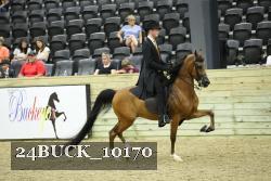 24BUCK_10170 thumbnail