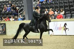 24BUCK_10175 thumbnail