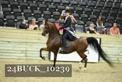 24BUCK_10239 thumbnail