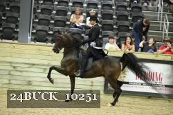 24BUCK_10251 thumbnail