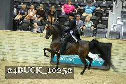 24BUCK_10252 thumbnail