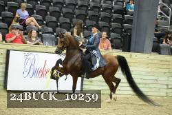 24BUCK_10259 thumbnail